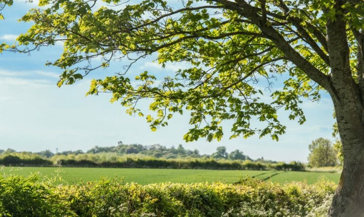 een groot groen gebied met bomen op de achtergrond
